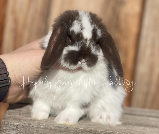 Adopt a Mini Lop Bunny from Happily Ever After Rabbitry - Conveniently Located Bernville, PA