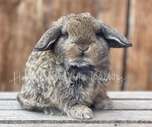 Adopt a Holland Lop Bunny from Happily Ever After Rabbitry - Conveniently Located in Bernville, PA