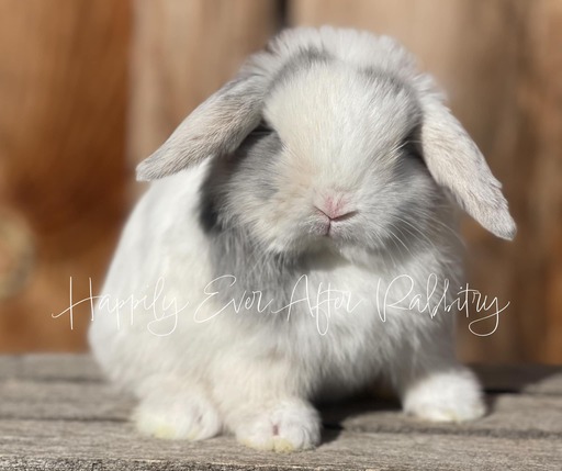 Blue-Eyed Holland Lops bunnies for sale