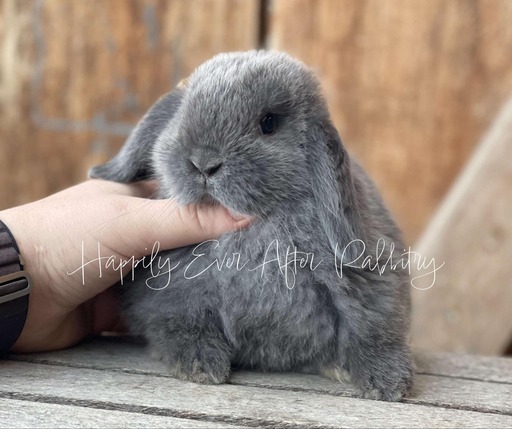 Cute and cuddly rabbits available for adoption - inquire now!