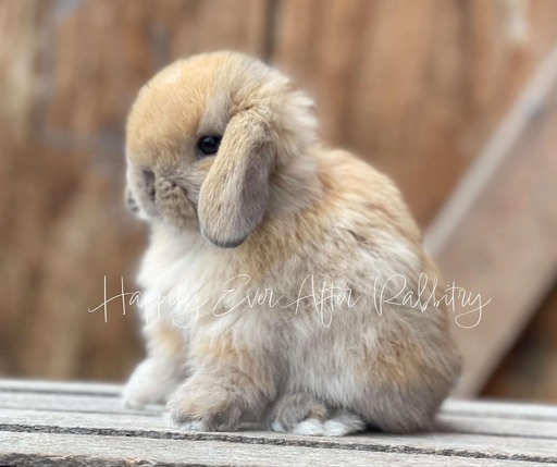 Discover furry companionship - Rabbits for sale near me, your new friends await!