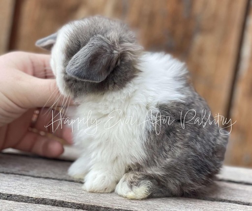 Sweet Holland Lop Bunny Looking for a Forever Home