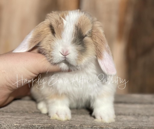 Adopt a bundle of joy - Discover our irresistible bunny for sale!