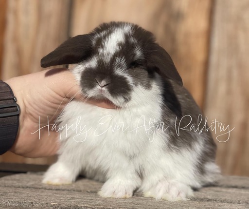 mini lop bunny rabbits for sale