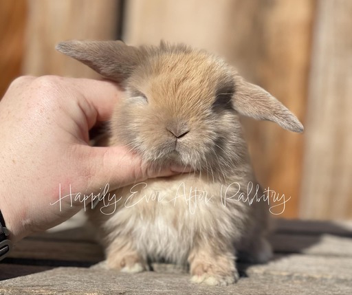 Furry bundles of joy looking for a home - Check out our rabbits for sale!