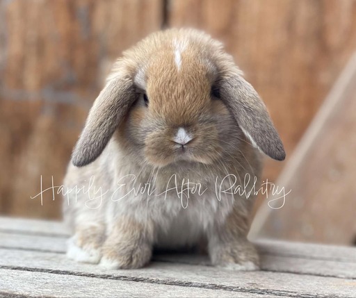 Hoppy homes wanted - Find your perfect rabbit companion in our for sale listings!