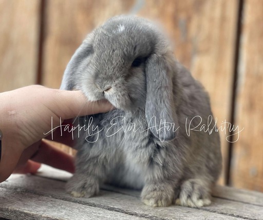 Explore Our Holland Lops - Perfect Bunnies for Sale