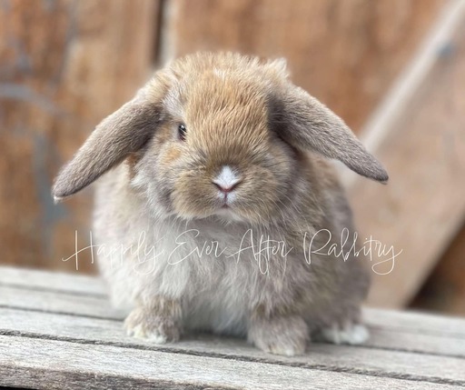 Embark on a furry adventure - Bunny for sale, your new friend beckons