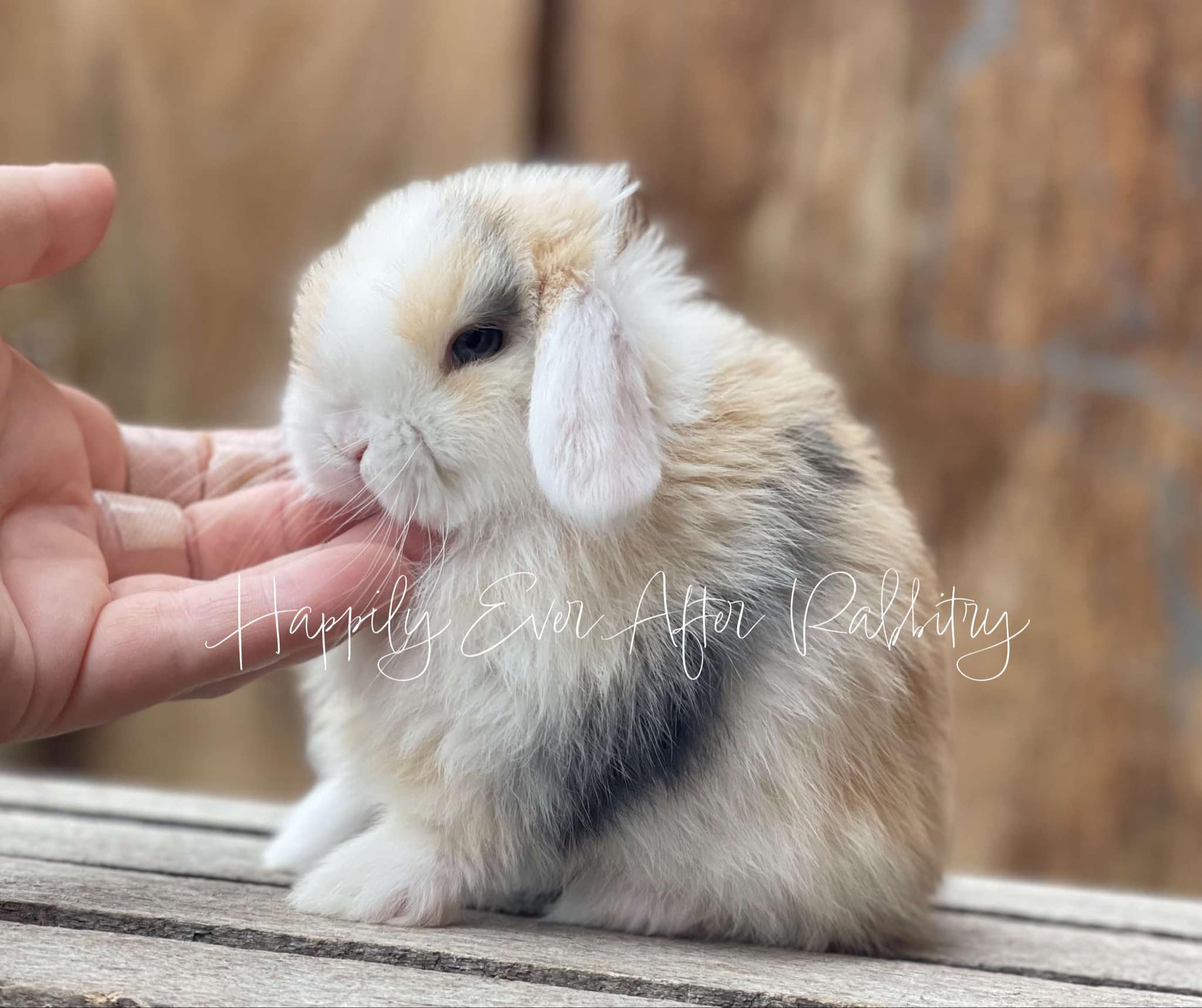 Sweet Holland Lop Bunny Looking for a Forever Home