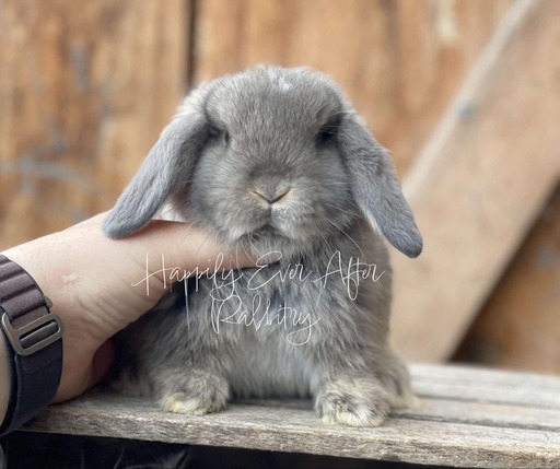 Snuggle up to happiness - Dive into our collection of rabbits for sale.