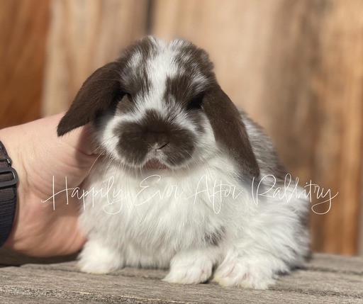 Mini Lops for sale in Pennsylvania 