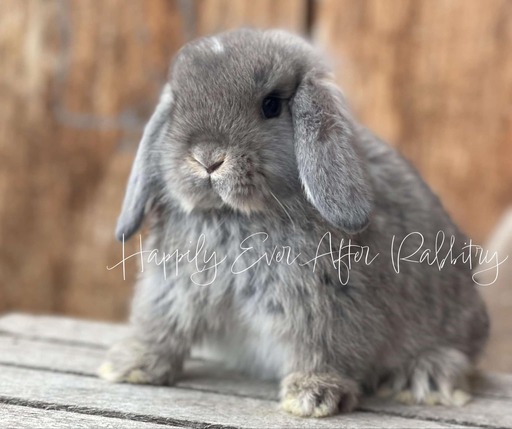 Snuggle up to happiness - Dive into our collection of rabbits for sale.