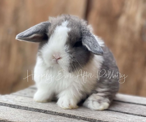 Sweet Holland Lop Bunny Looking for a Forever Home