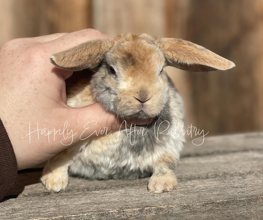 Discover a variety of rabbits looking for new homes