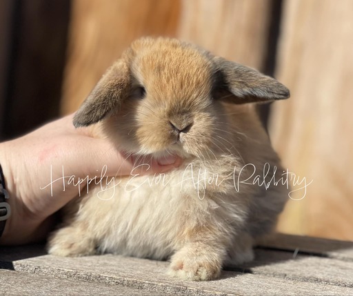 Check Out Our Holland Lops - Perfect Bunnies for Sale