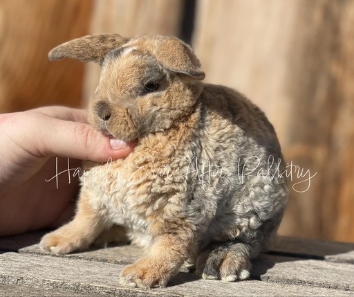 Discover Available Mini Plush Lop Bunnies in NJ, PA, and NY