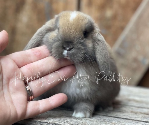 cute holland lop for sale