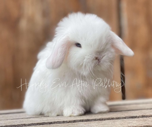 Local joy! Adorable rabbits for sale near you - Find your perfect match!