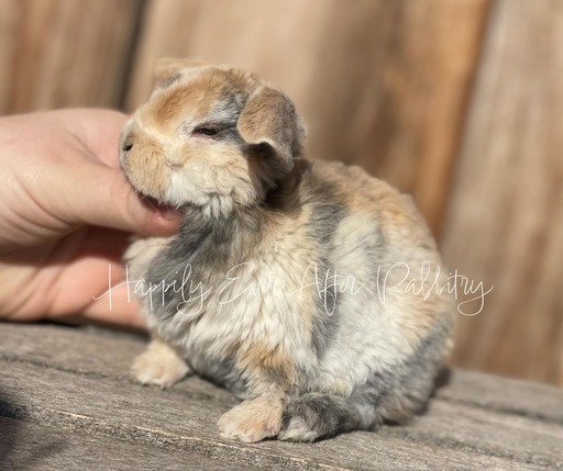 Discover a variety of rabbits looking for new homes