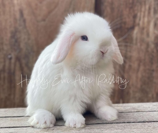 Holland Lop Bunnies for sale near me