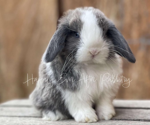 Visit Our Rabbitry for Holland Lops Near PA, NJ, and NY