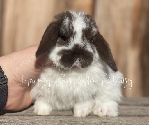 Mini Lops for sale in Pennsylvania 