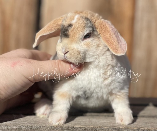 Adorable Mini Plush Lops for sale – find your perfect cuddle buddy!