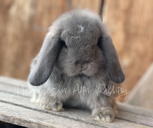 Explore Our Holland Lops - Perfect Bunnies for Sale