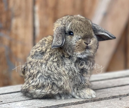 Adopt a Holland Lop Bunny from Happily Ever After Rabbitry - Conveniently Located in Bernville, PA