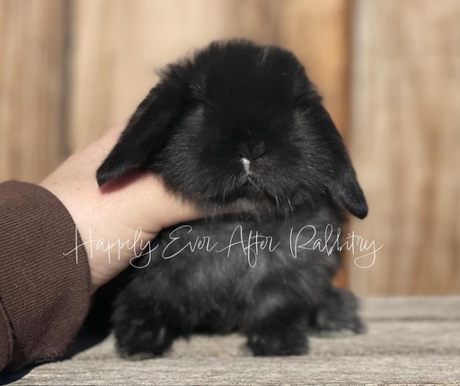 Local love in fur - Rabbits for sale near me, your cuddly pals are waiting!