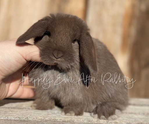 mini lop rabbits for sale