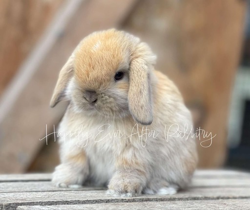 Discover furry companionship - Rabbits for sale near me, your new friends await!