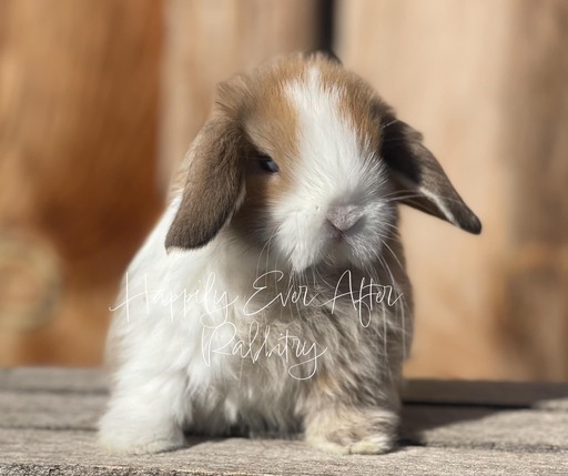 Cuddle-ready Holland Lop Bunny Seeking a Loving Family