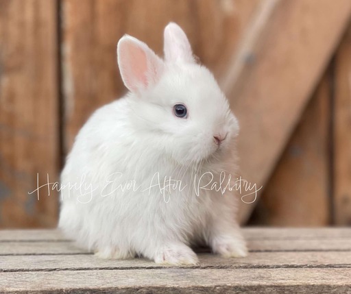 Adorable Netherland Dwarf Bunny Available for Adoption