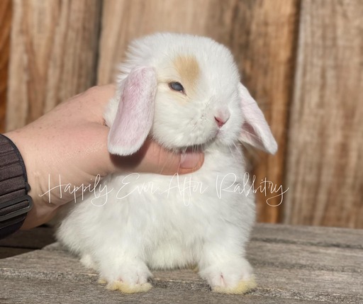 Explore nearby happiness - Find your adorable rabbits for sale today!