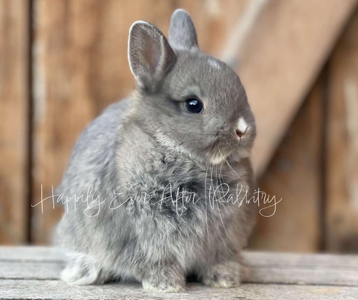 Gentle rabbit searching for a caring family to join