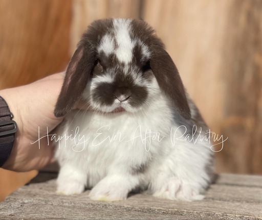 Adopt a Mini Lop Bunny from Happily Ever After Rabbitry - Conveniently Located Bernville, PA