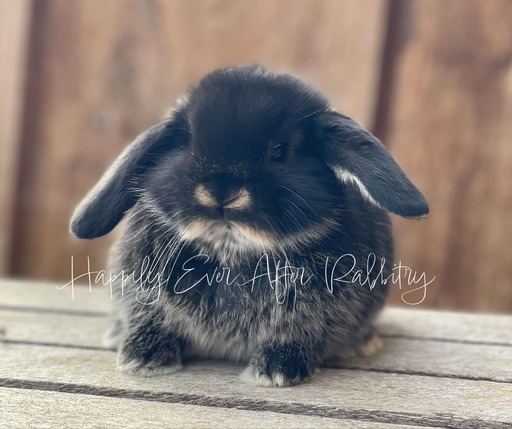 Holland Lop Bunnies for sale