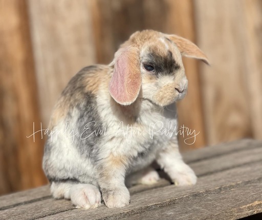 Adorable Mini Plush Lops for sale – find your perfect cuddle buddy!