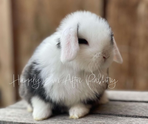 Adorable Holland Lop Bunny Available for Adoption