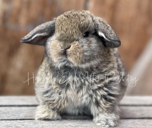 Adopt a Holland Lop Bunny from Happily Ever After Rabbitry - Conveniently Located in Bernville, PA