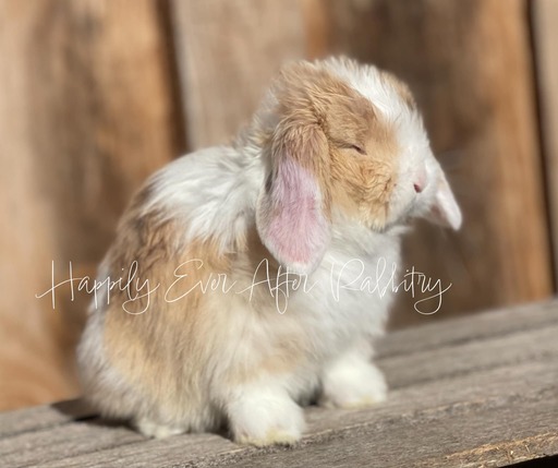 Adopt a bundle of joy - Discover our irresistible bunny for sale!