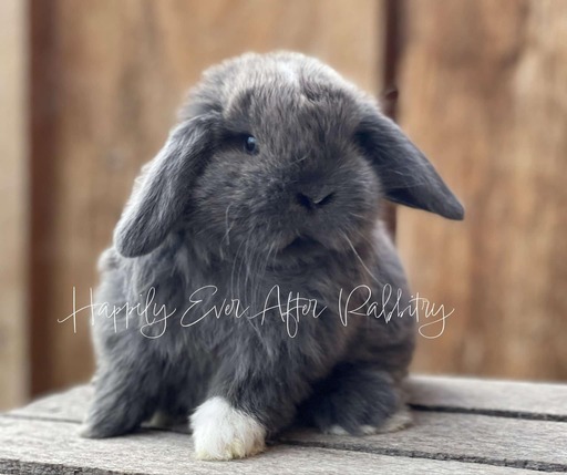 Discover Available Holland Lop Bunnies in Philadelphia, PA