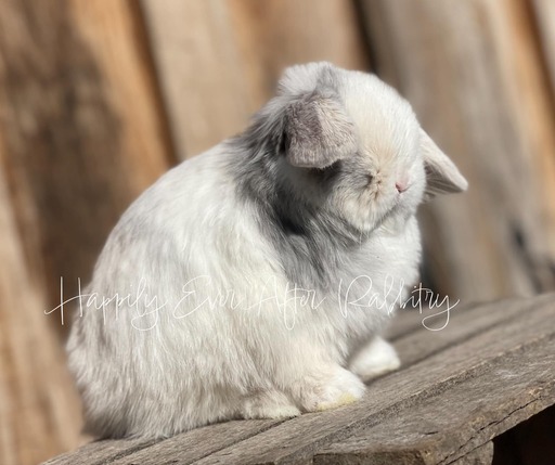 Blue-Eyed Holland Lops bunnies for sale