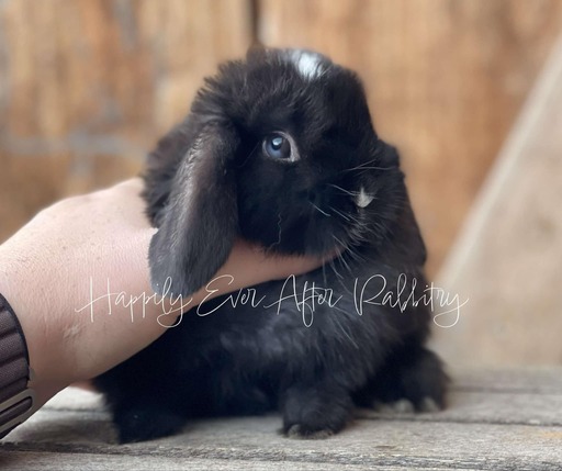 Adopt an irresistible bunny companion