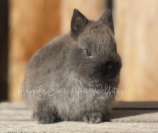 Sweet Netherland Dwarf Bunny Looking for a Forever Home