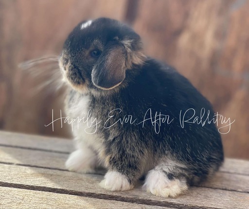 Local bunnies looking for loving homes