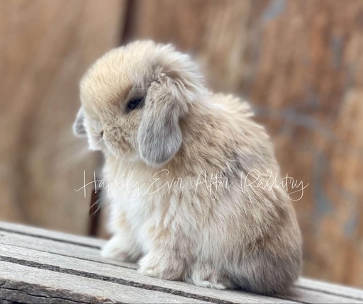 Cute rabbits for sale near me – find happy, well-socialized bunnies