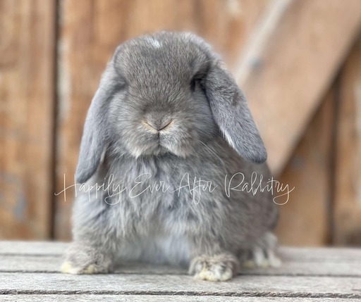 Snuggle up to happiness - Dive into our collection of rabbits for sale.