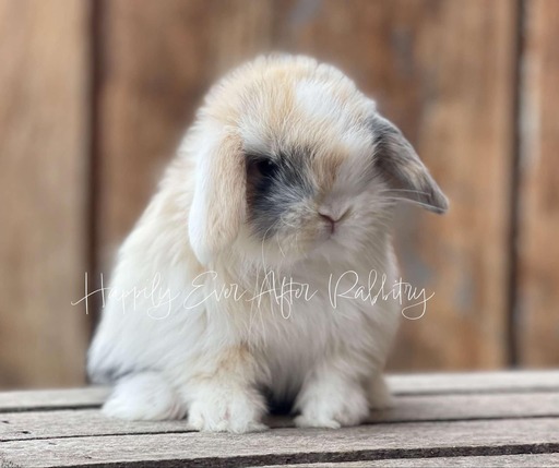 Local Holland Lop Bunnies for Sale Near You